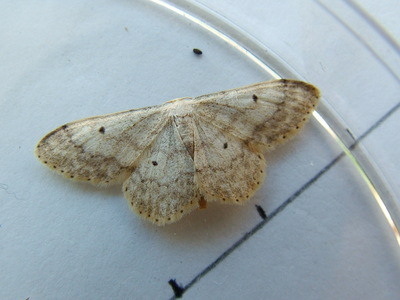 Small Fanfooted Wave